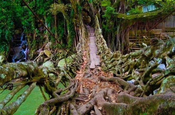 Jembatan Akar Painan, Kekuatan Alam dalam Setiap Urat