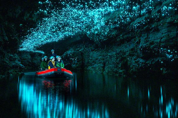 Gua Waitomo Glowworm, Keajaiban Cahaya di Bawah Tanah Selandia Baru