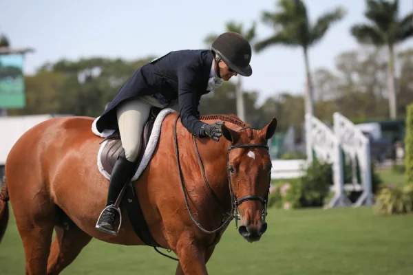 Panduan Horseback Riding untuk Pemula dan Penggemar